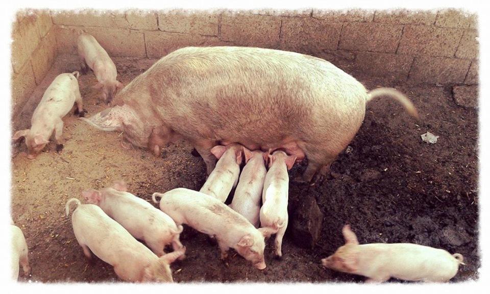 Agriturismo Lu Nodu Greuli Kültér fotó